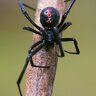 Wild Spider