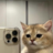 wares