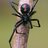 Wild Spider